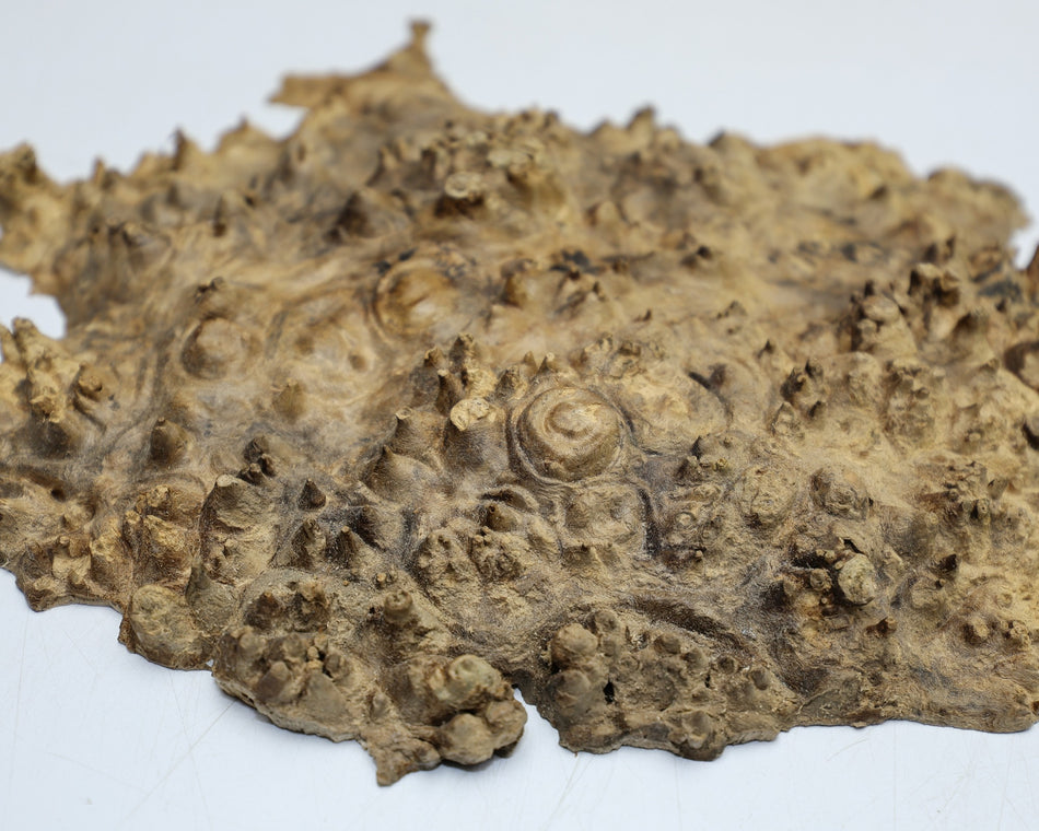 Maple Burl Cap 12" x 9" x 1.25" (PREMIUM FIGURE) - Stock# 6-2668