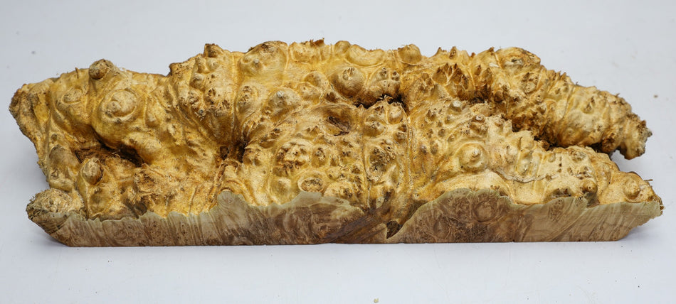 Maple Burl Cap 19" x 4.5" x 3.5" (HIGH FIGURE) - Stock# 6-3512