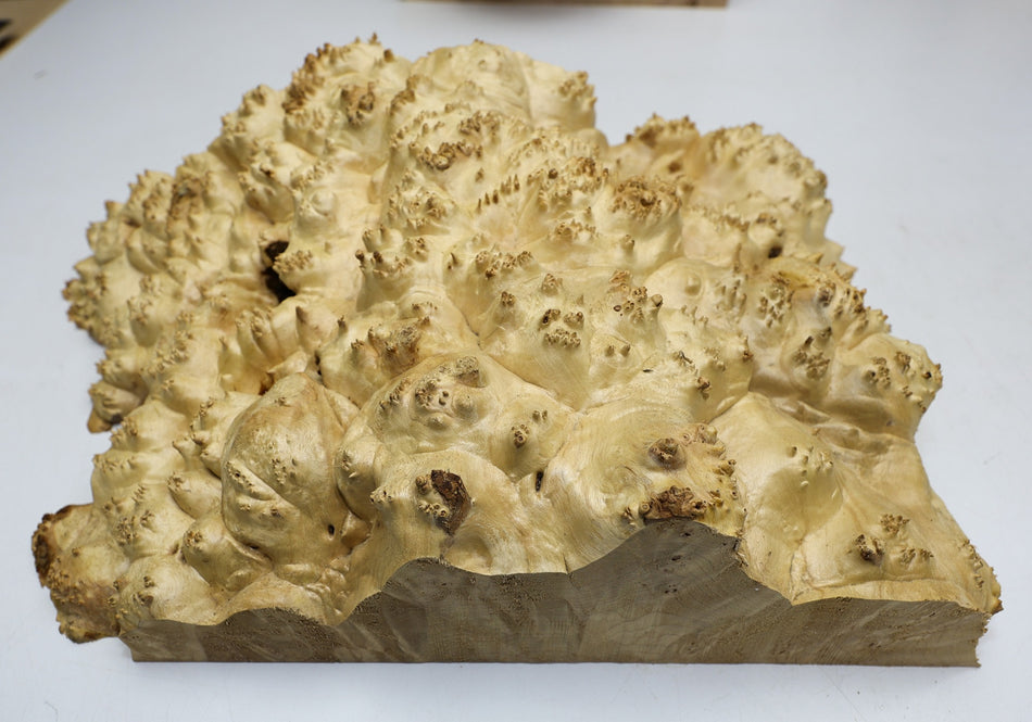 Maple Burl Cap 18" x 11" x 4.5" (PREMIUM FIGURE) - Stock# 6-3529