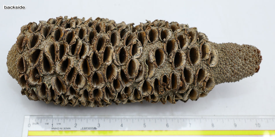 Australian Banksia Pod 3.5" x 10" long - Stock# 6-3577