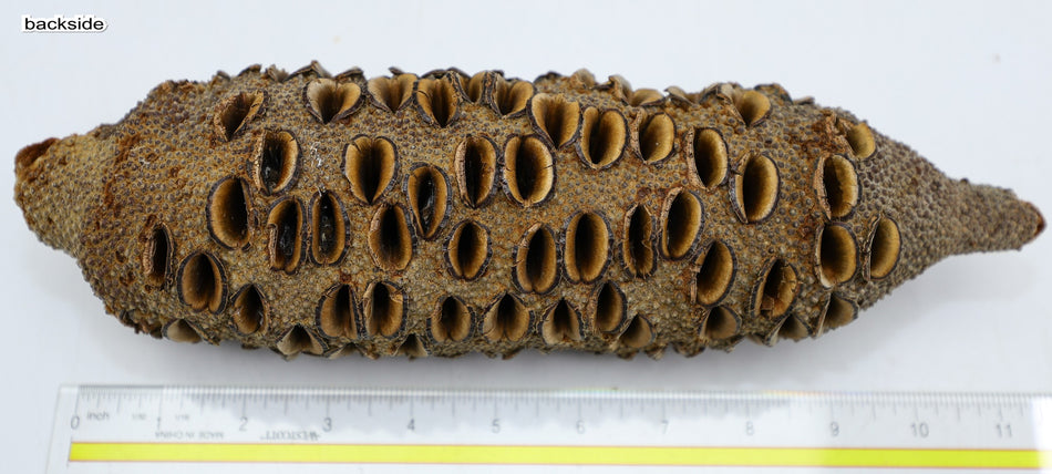 Australian Banksia Pod 3" x 11" long - Stock# 6-3591