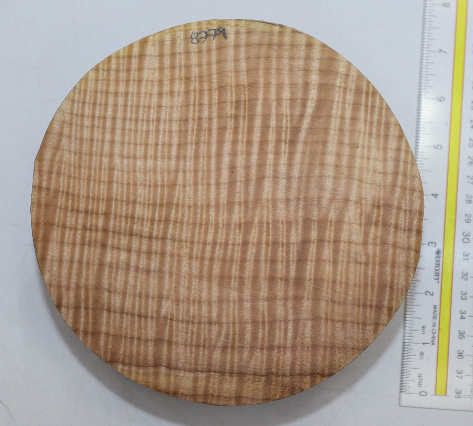 Maple Flame Round 7" diameter x 2.3" (PREMIUM FIGURE) - Stock# 5-8779