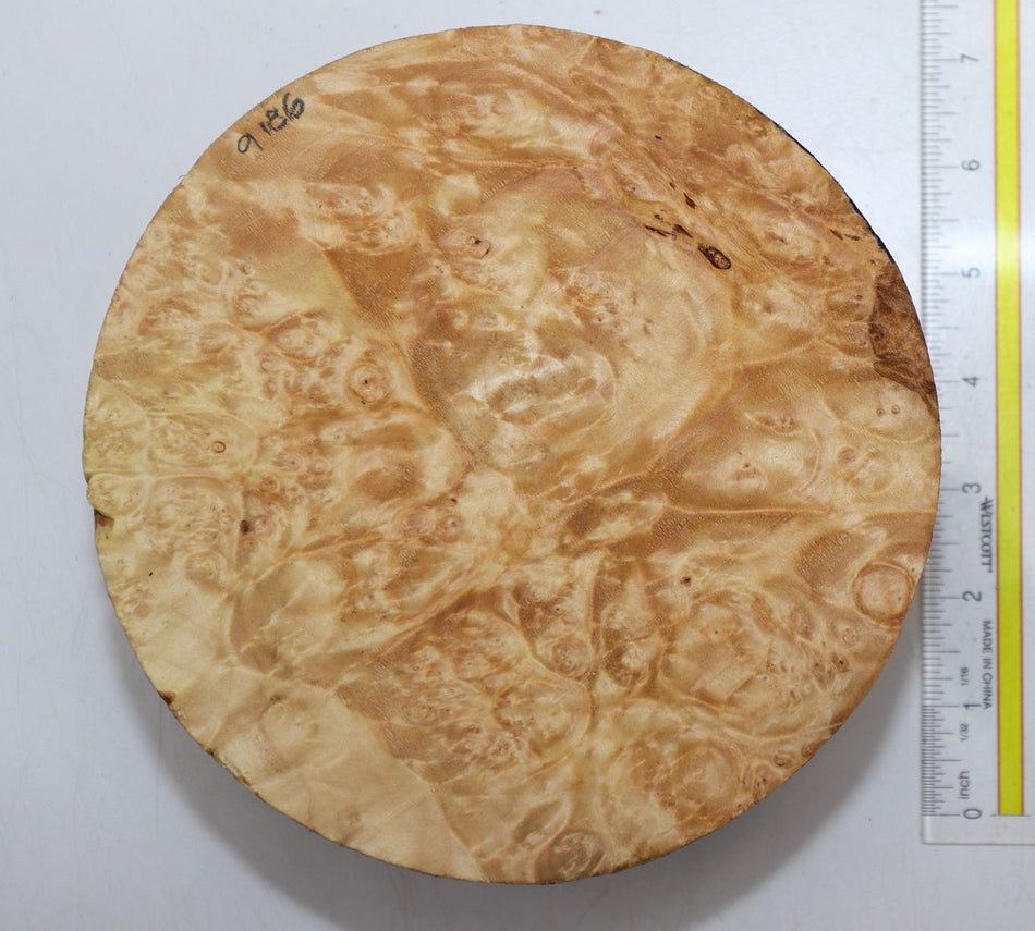 Maple Burl Round 7" diameter x 3.25" (HIGH FIGURE) - Stock# 5-9186