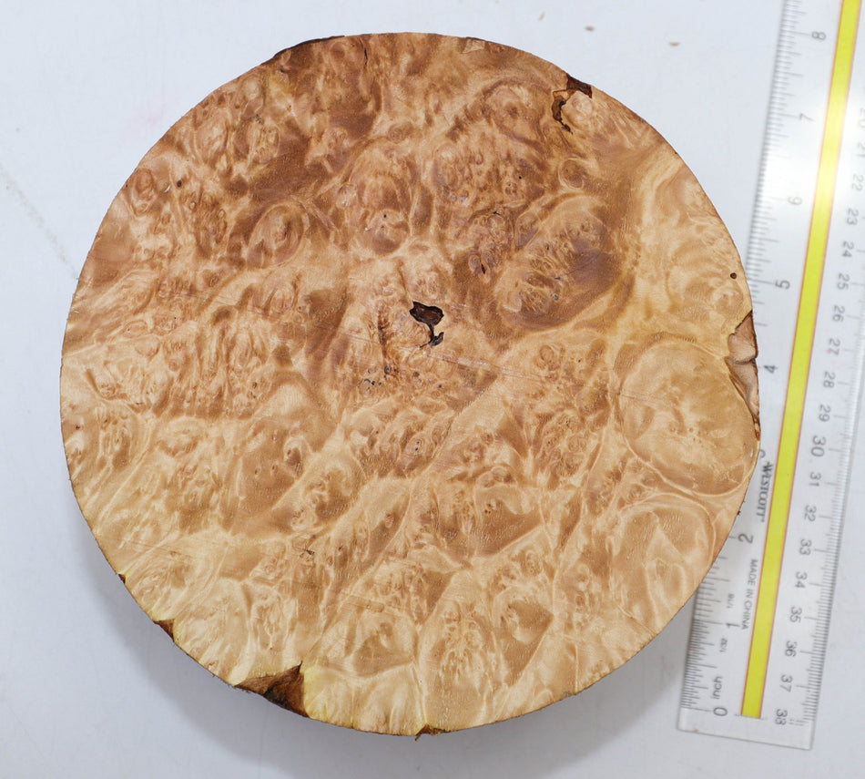 Maple Burl Round 7" diameter x 3.2" (PREMIUM FIGURE) - Stock# 5-9412