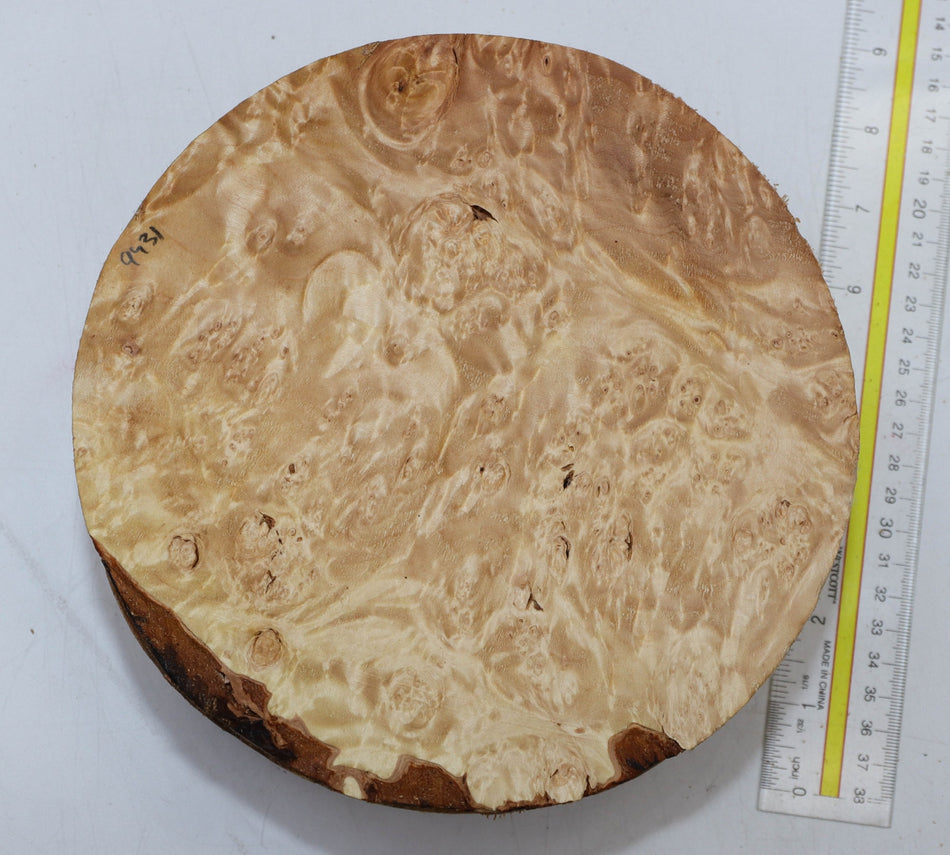 Maple Burl Round 8" diameter x 3.25" (PREMIUM FIGURE) - Stock# 5-9431