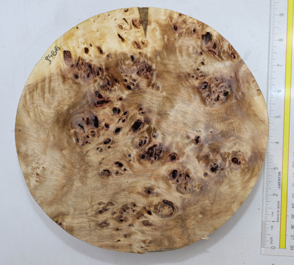 Cottonwood Burl Round 9" diameter x 2.25" (HIGH FIGURE) - Stock# 5-9486