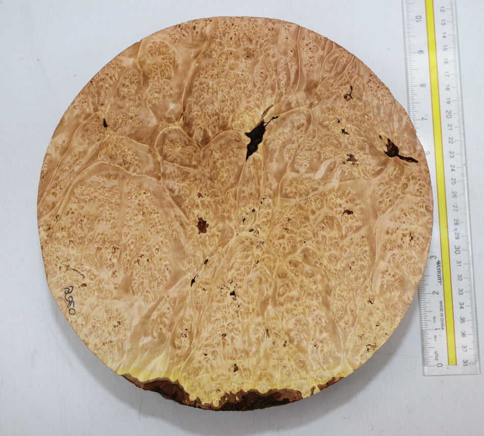 Spalted Maple Burl Round 10" diameter x 3" (HIGH FIGURE) - Stock# 6-0369