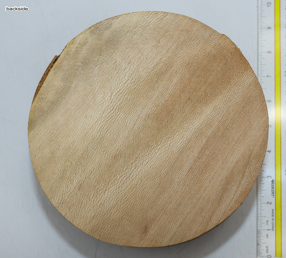 London Plane Round 7.75" diameter x 4" (HIGH FIGURE) - Stock# 6-0814