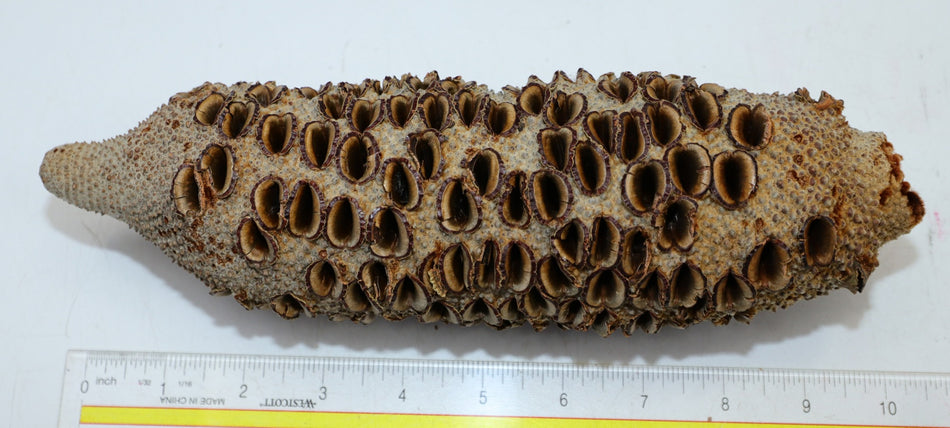 Australian Banksia Pod 3" x 10" long - Stock# 6-0815