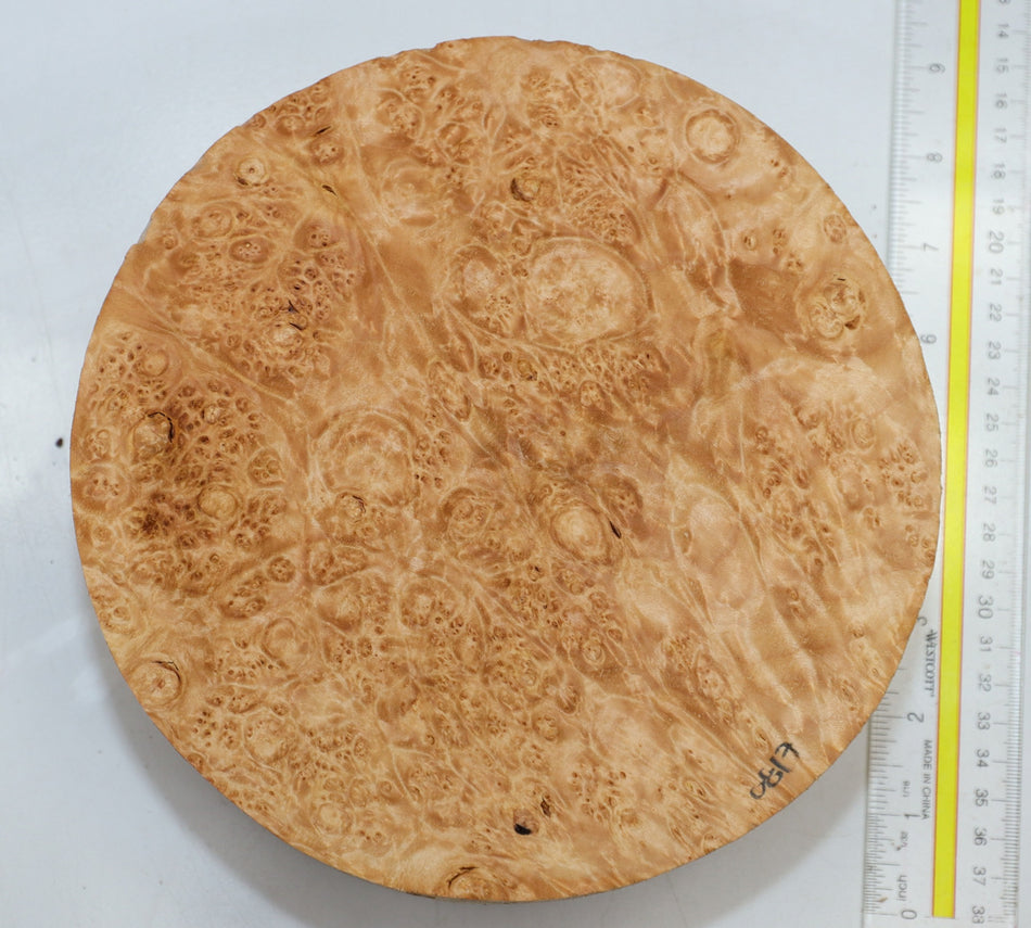 Maple Burl Round 8" diameter x 3.2" (PREMIUM FIGURE) - Stock# 6-0817