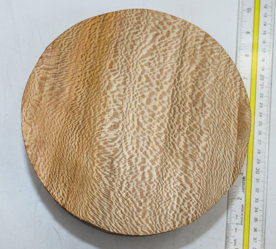 London Plane Round 8" diameter x 3.6" (GREAT FIGURE) - Stock# 6-0838