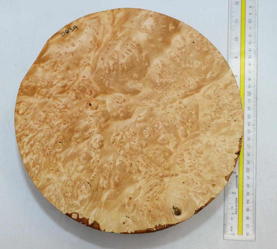 Maple Burl Round 10" diameter x 3.8" (HIGH FIGURE) - Stock# 6-0839