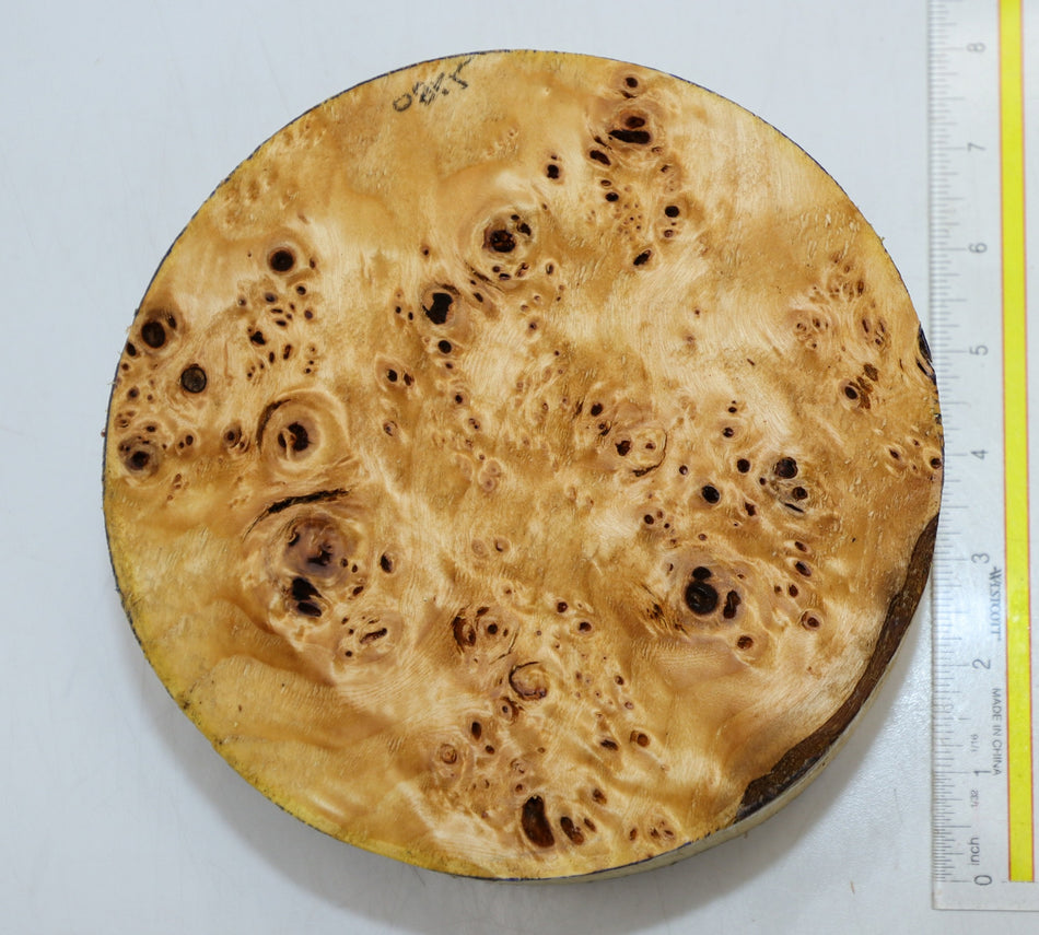 Cottonwood Burl Round 7" diameter x 3.8" (HIGH FIGURE) - Stock# 6-0855