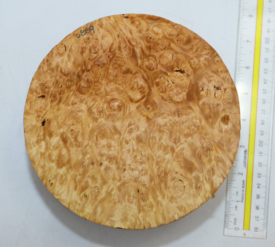 Maple Burl Round 7" diameter x 3.3" (PREMIUM FIGURE) - Stock# 6-0889