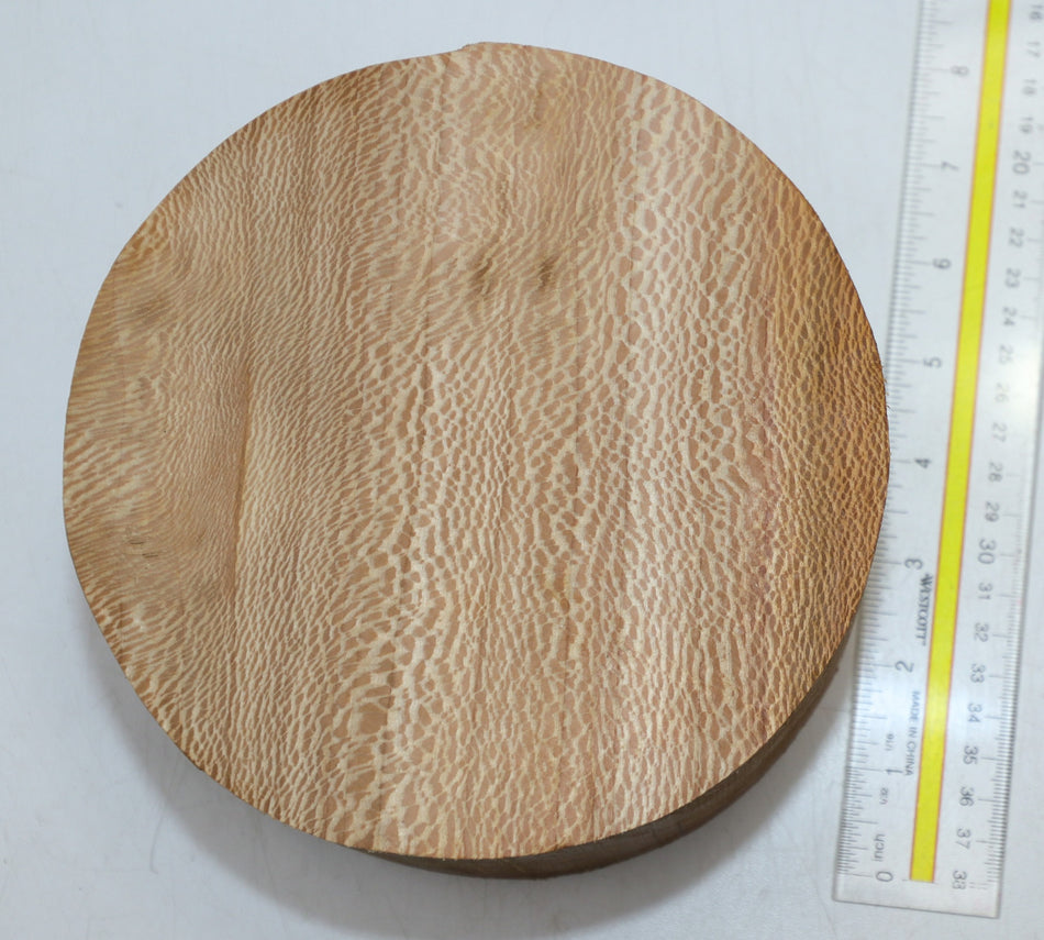 London Plane Round 7" diameter x 3.6" (GREAT FIGURE) - Stock# 6-0901