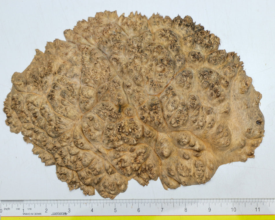 Maple Burl cap 11" x 8" x 1.25" (PREMIUM FIGURE) - Stock# 6-1103