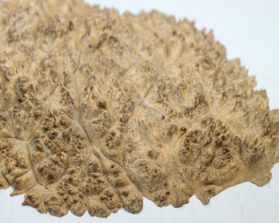 Maple Burl cap 11" x 8" x 1.25" (PREMIUM FIGURE) - Stock# 6-1103