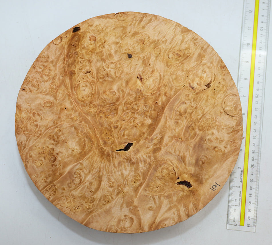 Maple Burl Round 11" diameter x 3.1" (PREMIUM FIGURE) - Stock# 6-1171