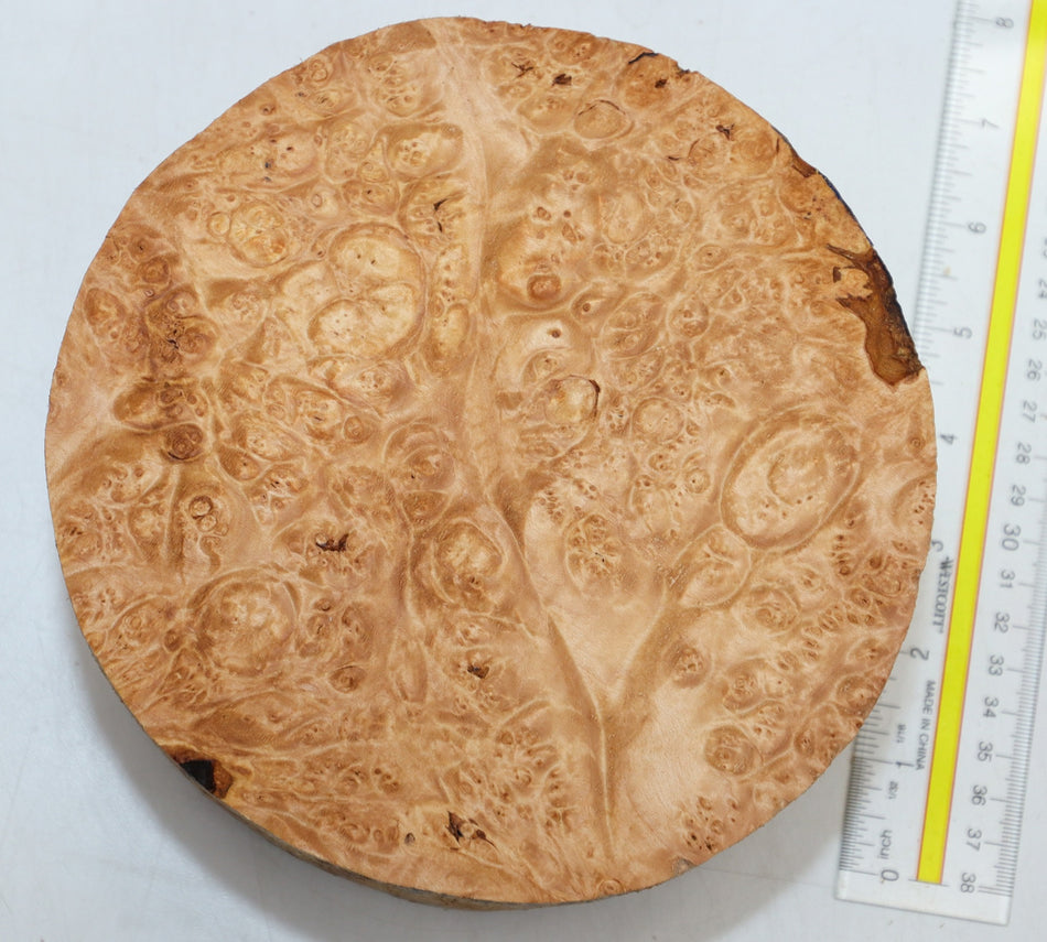 Maple Burl Round 7" diameter x 3.3" (PREMIUM FIGURE) - Stock# 6-1265