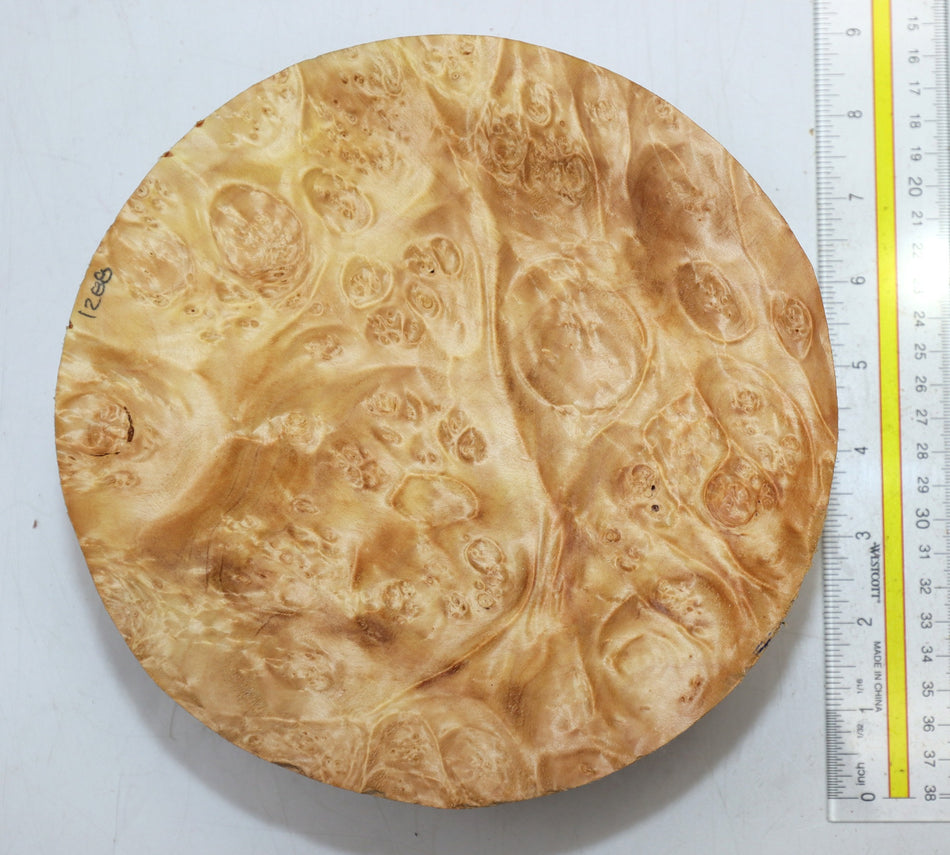 Maple Burl Round 8" diameter x 3.3" (PREMIUM FIGURE) - Stock# 6-1288