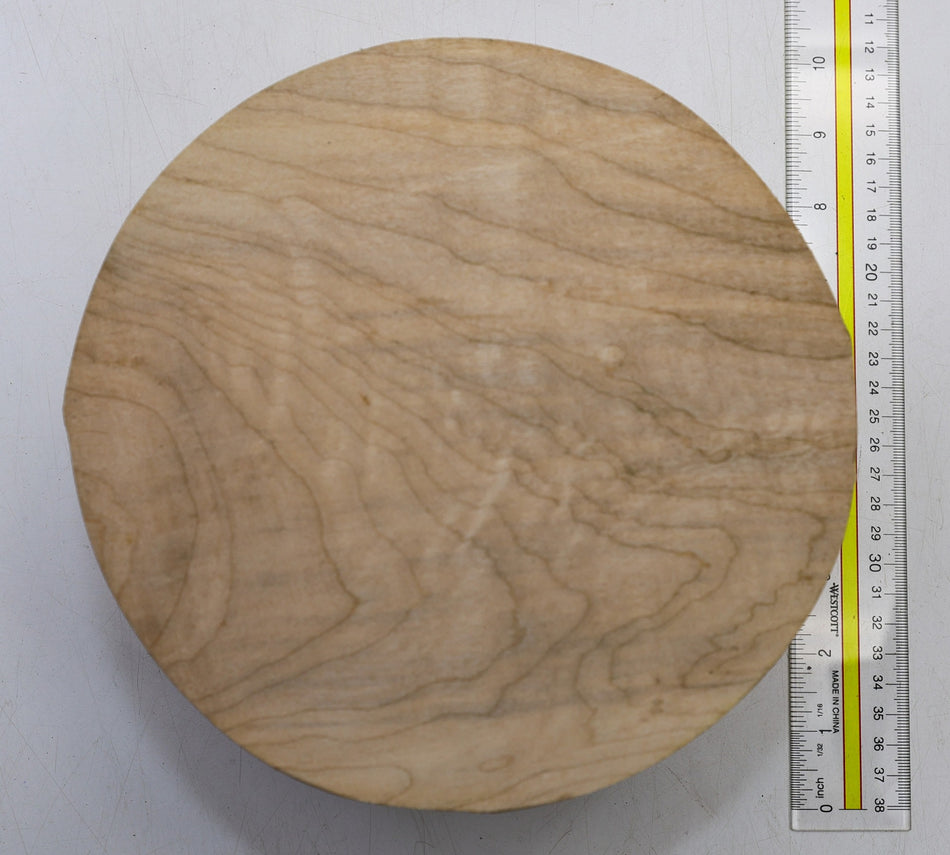 Maple Round 8" diameter x 4.7" - Stock# 6-1533