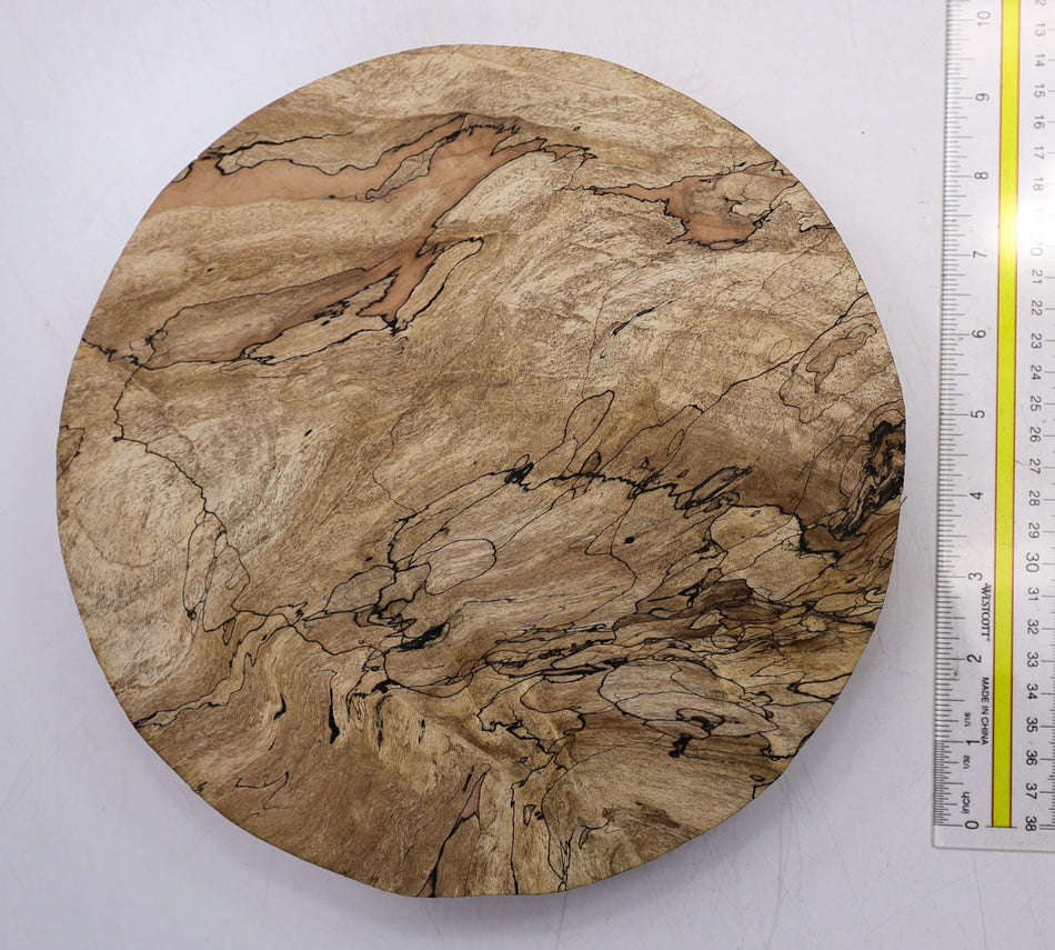 Spalted Maple Round 9.5" diameter x " (HIGH FIGURE) - Stock# 6-1586