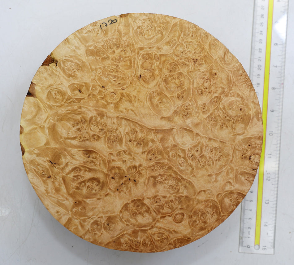 Maple Burl Round 8.75" diameter x 3.3" (PREMIUM FIGURE) - Stock# 6-1720