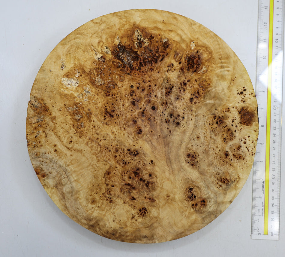 Cottonwood Burl Round 12" diameter x 1.86" (HIGH FIGURE) - Stock# 6-1732