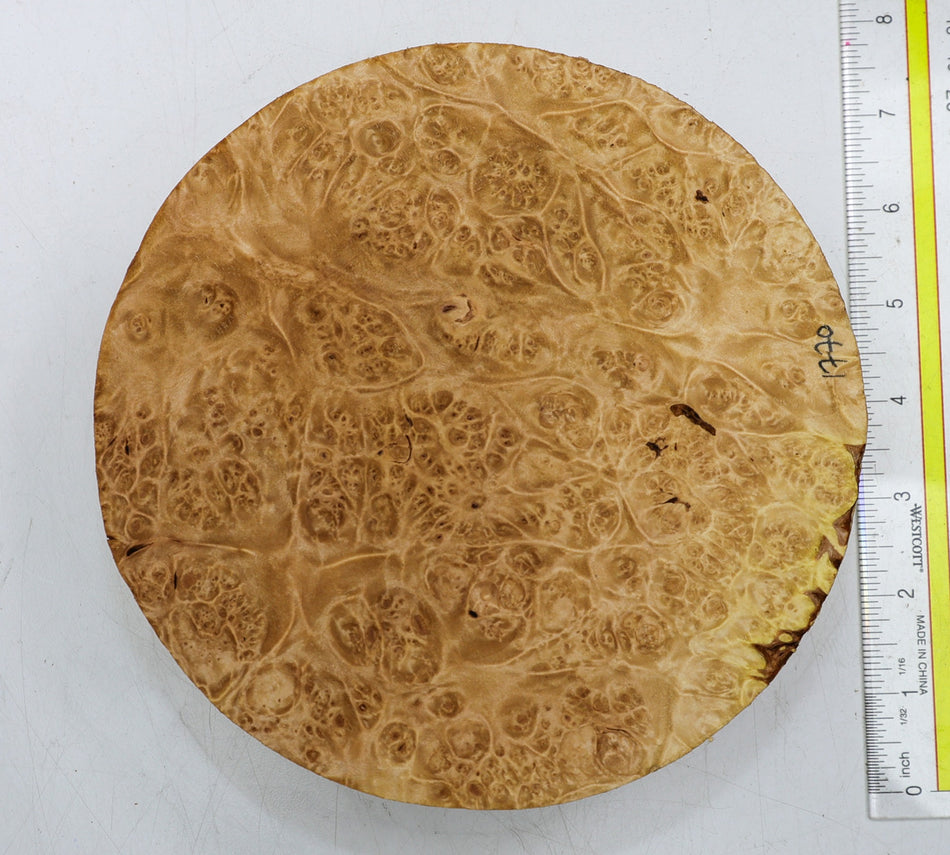 Maple Burl Round 7" diameter x 2.25" (PREMIUM FIGURE) - Stock# 6-1770