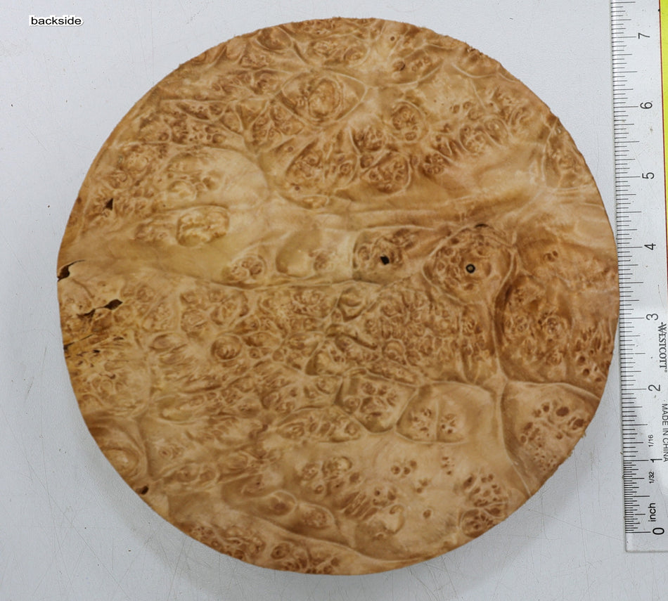 Maple Burl Round 7" diameter x 2.25" (PREMIUM FIGURE) - Stock# 6-1770