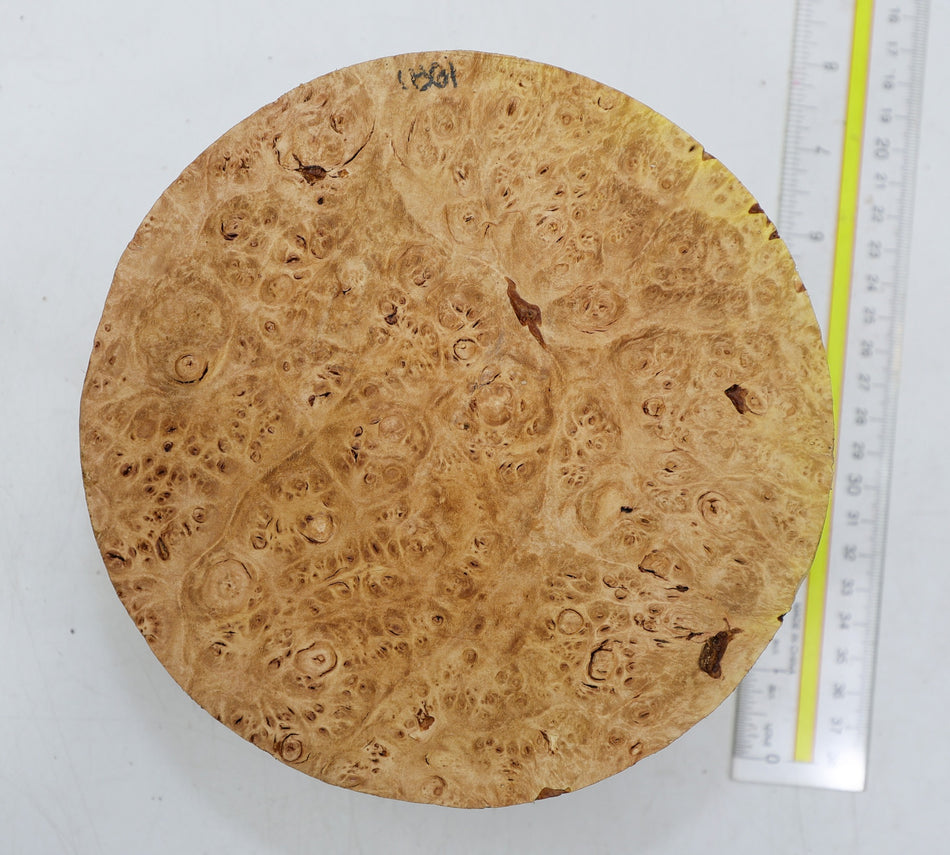 Maple Burl Round 7" diameter x 3.2" (PREMIUM FIGURE) - Stock# 6-1861