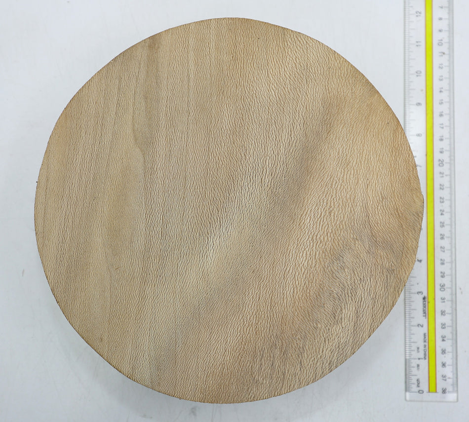 London Plane Round 10" diameter x 3.6" (HIGH FIGURE) - Stock# 6-1945