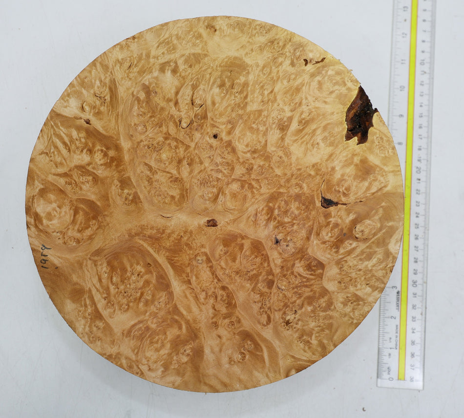 Maple Burl Round 11" diameter x 3.3" (PREMIUM FIGURE) - Stock# 6-1959