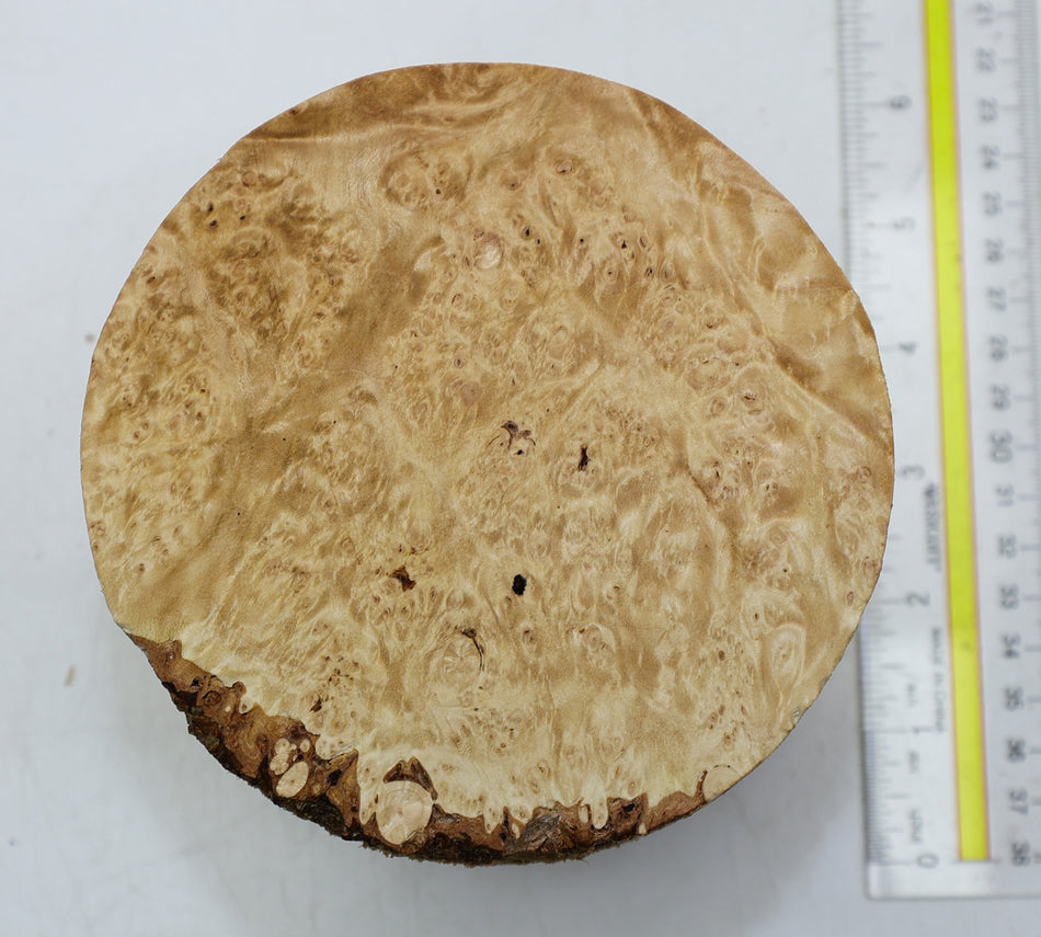 Maple Burl Round 5" diameter x 3.2" (HIGH FIGURE) - Stock# 6-1981