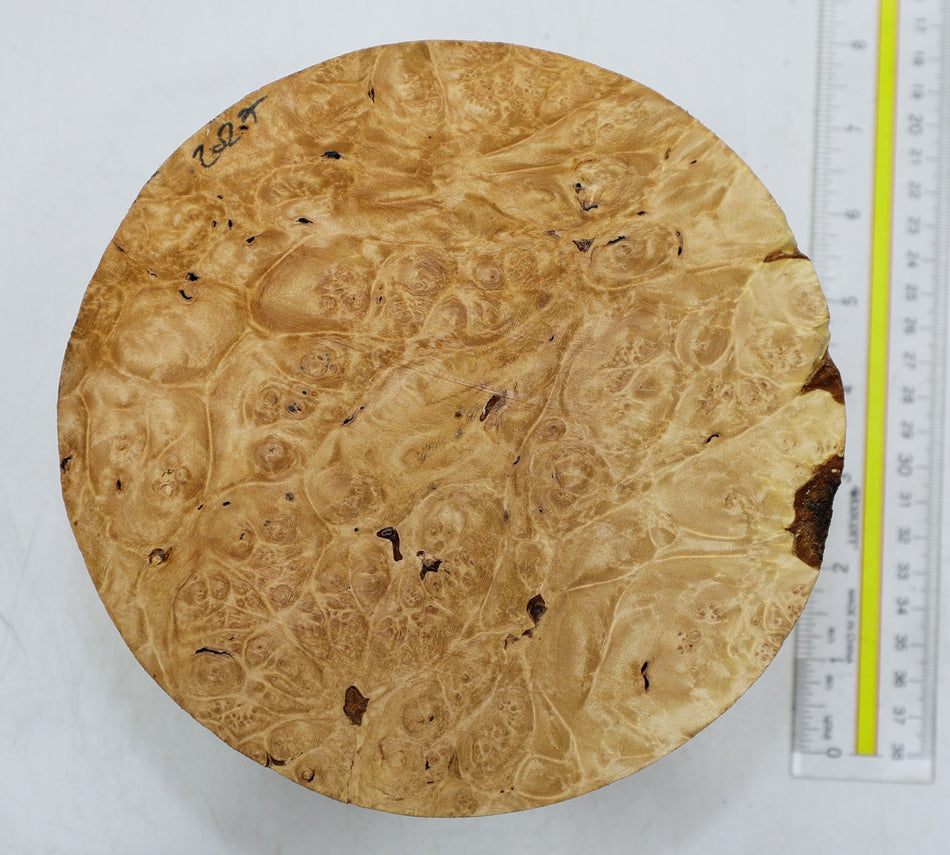 Maple Burl Round 7" diameter x 3.3" (PREMIUM FIGURE) - Stock# 6-2027