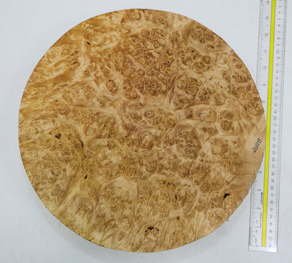 Maple Burl Round 11.5" diameter x 3" (PREMIUM FIGURE) - Stock# 6-2028