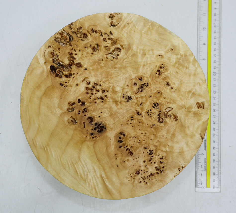 Cottonwood Burl Round 10" diameter x 3.2" - Stock# 6-2268