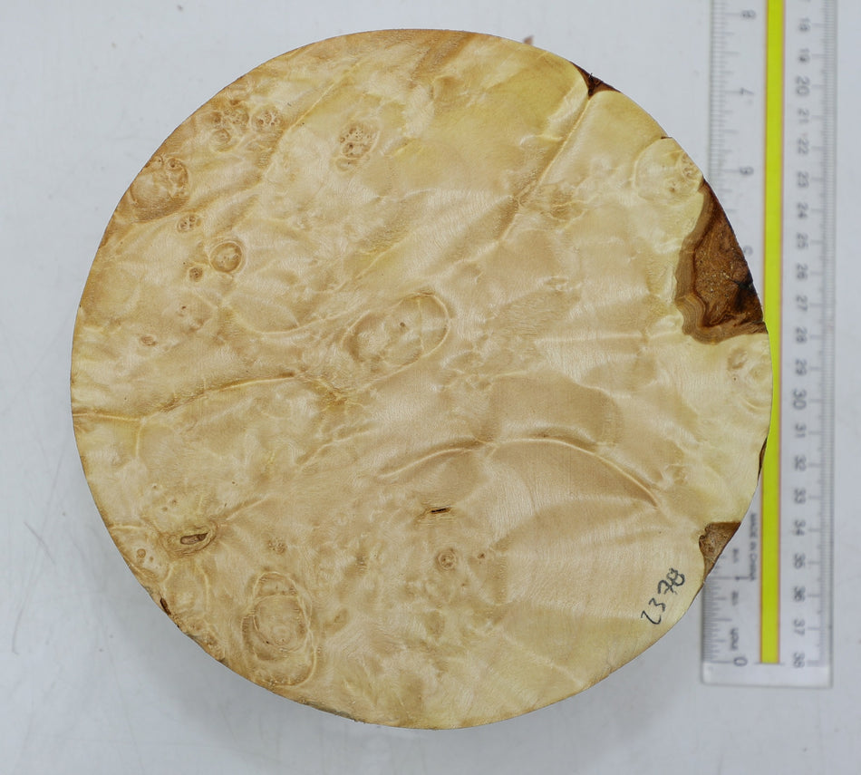 Maple Burl Round 7" diameter x 3.1" (HIGH FIGURE) - Stock# 6-2378