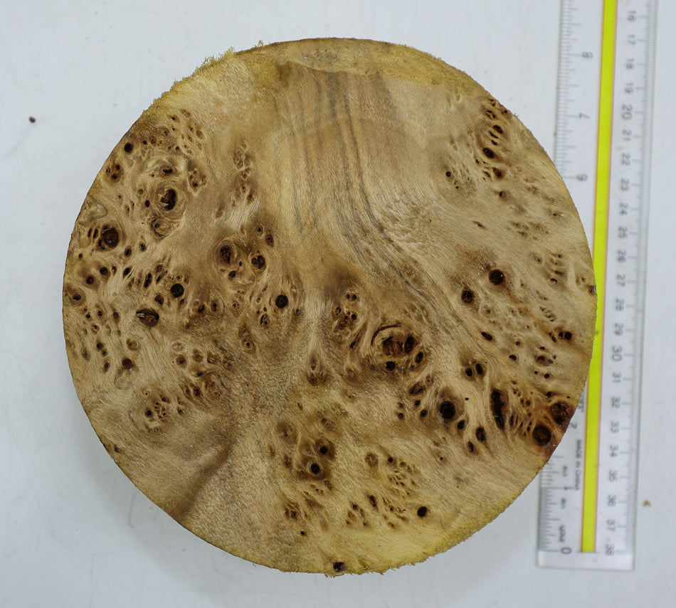 Cottonwood Burl Round 7" diameter x 3" (HIGH FIGURE) - Stock# 6-2502