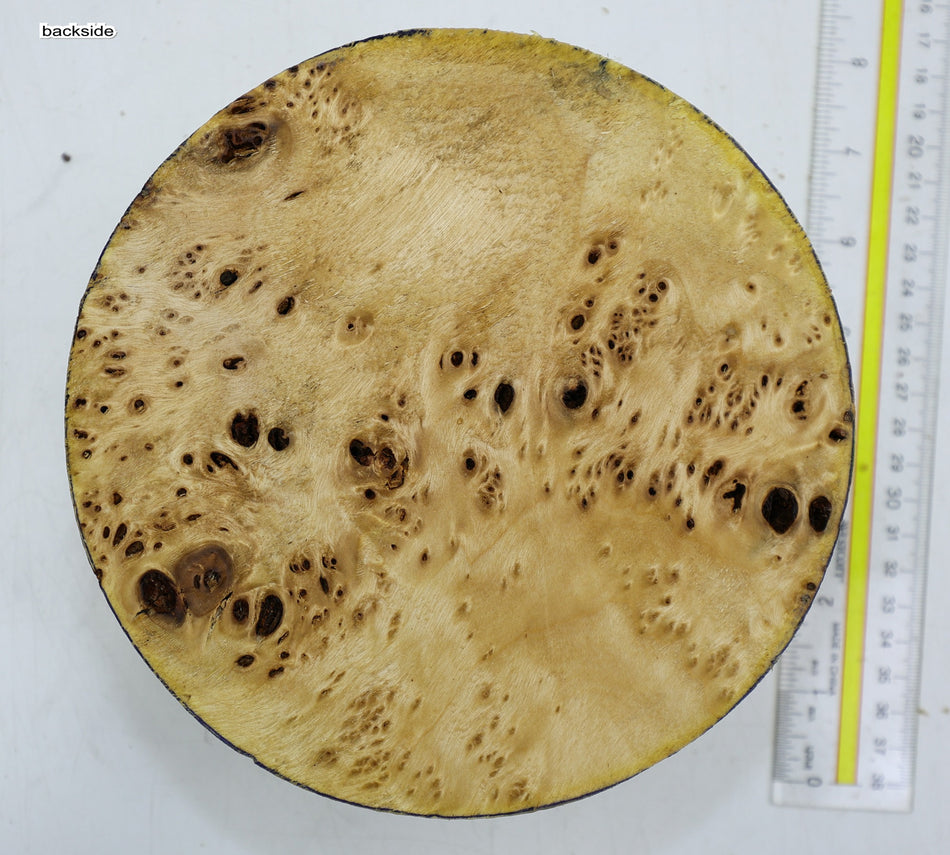 Cottonwood Burl Round 7" diameter x 3" (HIGH FIGURE) - Stock# 6-2502