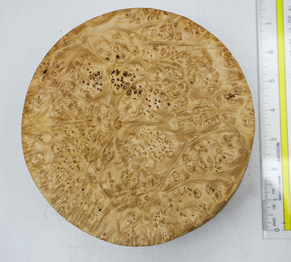 Maple Burl Round 7" diameter x 3" (PREMIUM FIGURE) - Stock# 6-2525