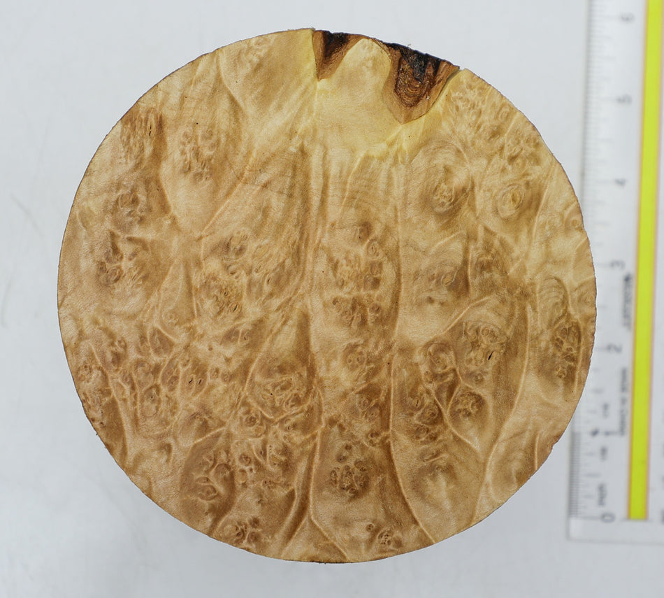 Maple Burl Round 5" diameter x 3.25" (PREMIUM FIGURE) - Stock# 6-2586