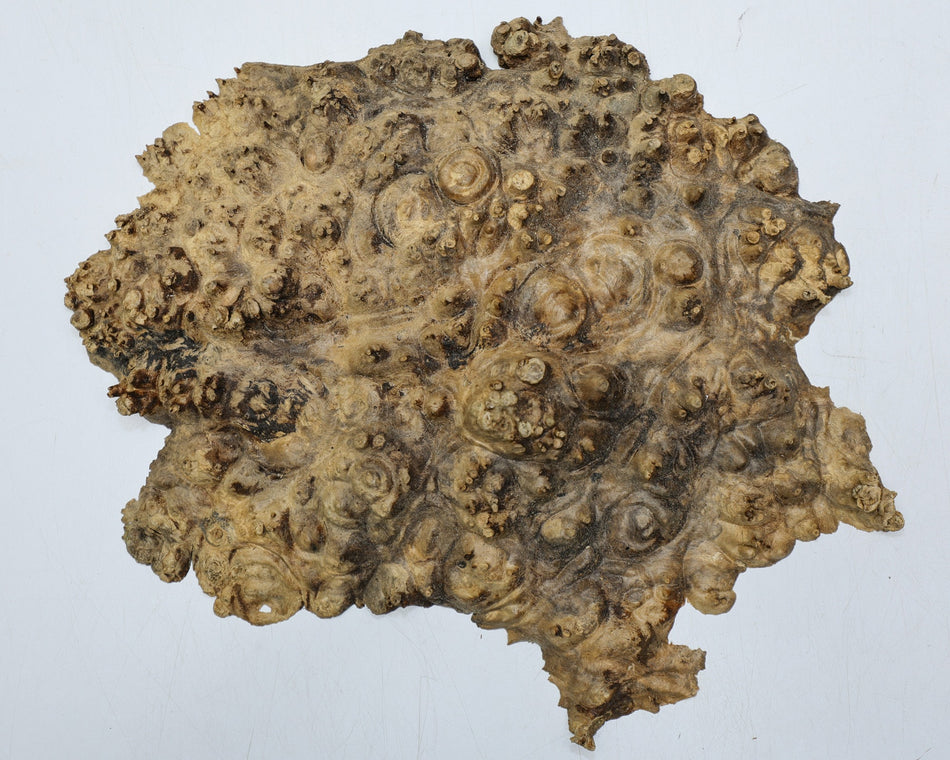 Maple Burl cap 12" x 9" x 1.25" (PREMIUM FIGURE) - Stock# 6-2668