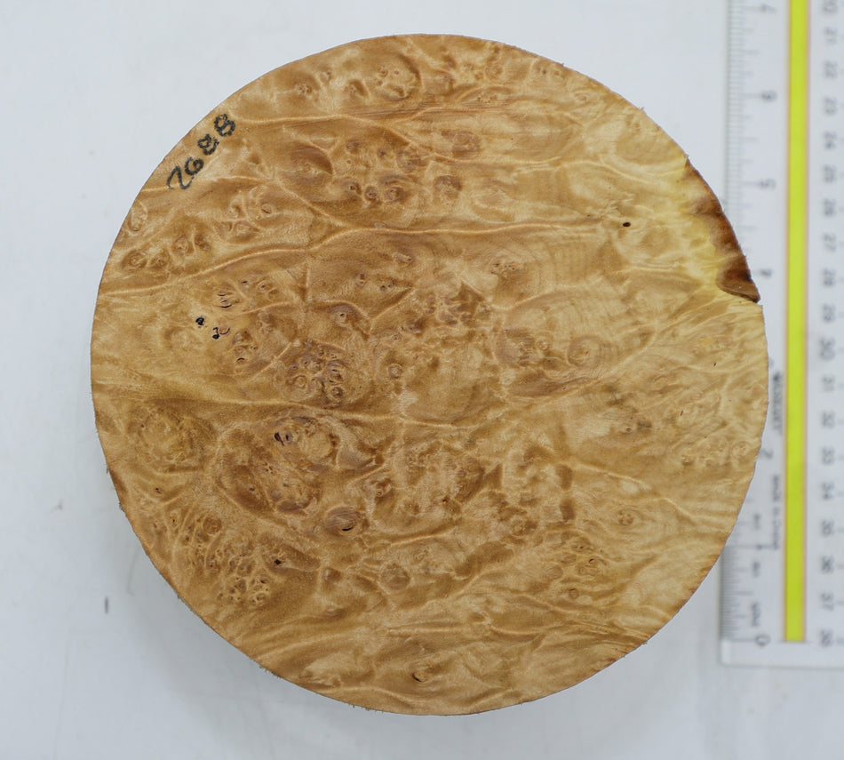 Maple Burl Round 6" diameter x 3.25" (PREMIUM FIGURE) - Stock# 6-2688