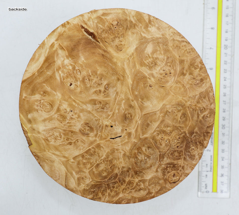 Maple Burl Round 8" diameter x 3.3" (PREMIUM FIGURE) - Stock# 6-3132