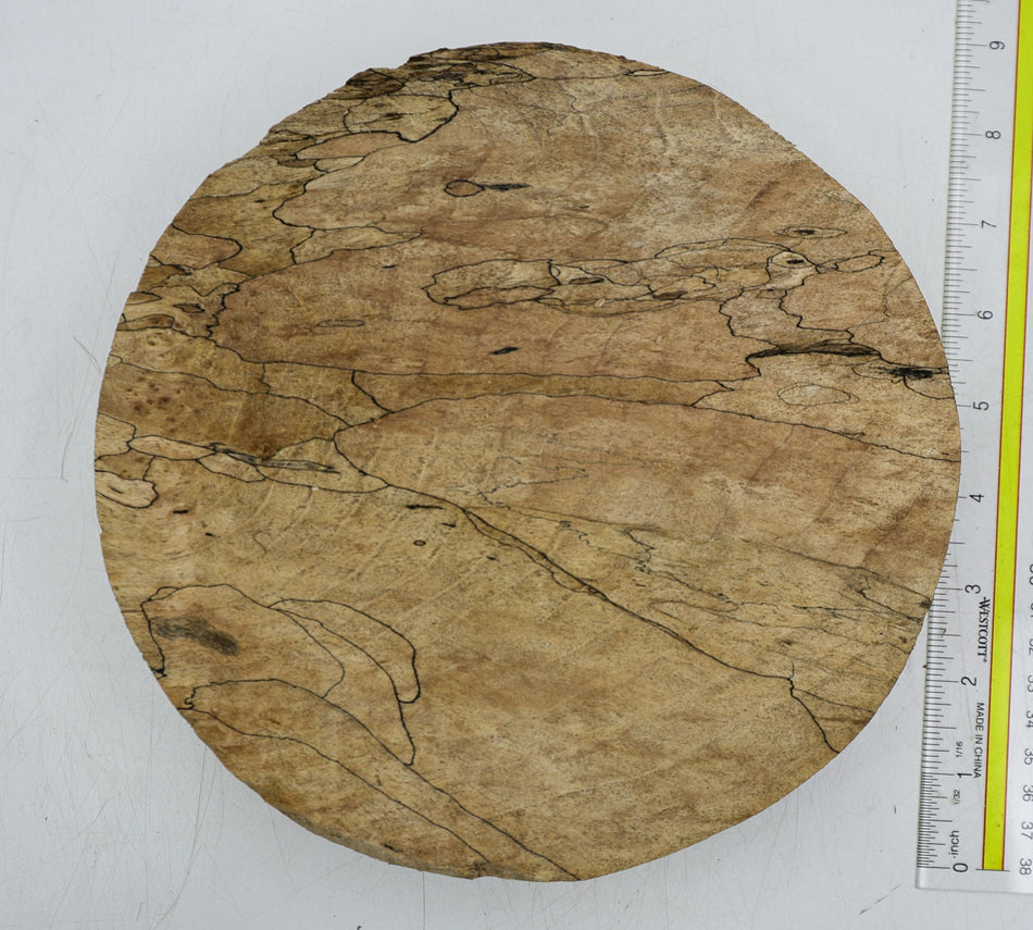 Spalted Maple Round 8" diameter x 2.3" (HIGHLY FIGURED) - Stock# 6-3704
