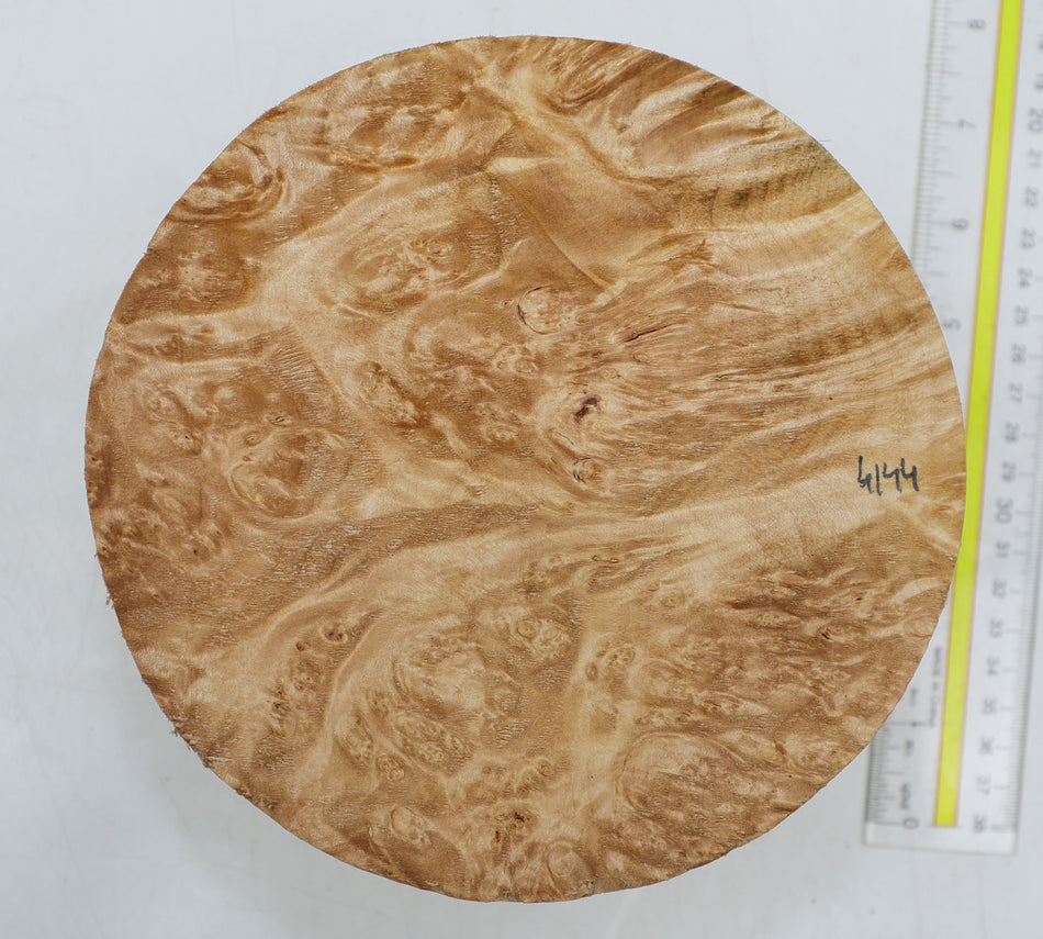 Maple Burl Round 7" diameter x 3.2" (HIGH FIGURE) - Stock# 6-4144