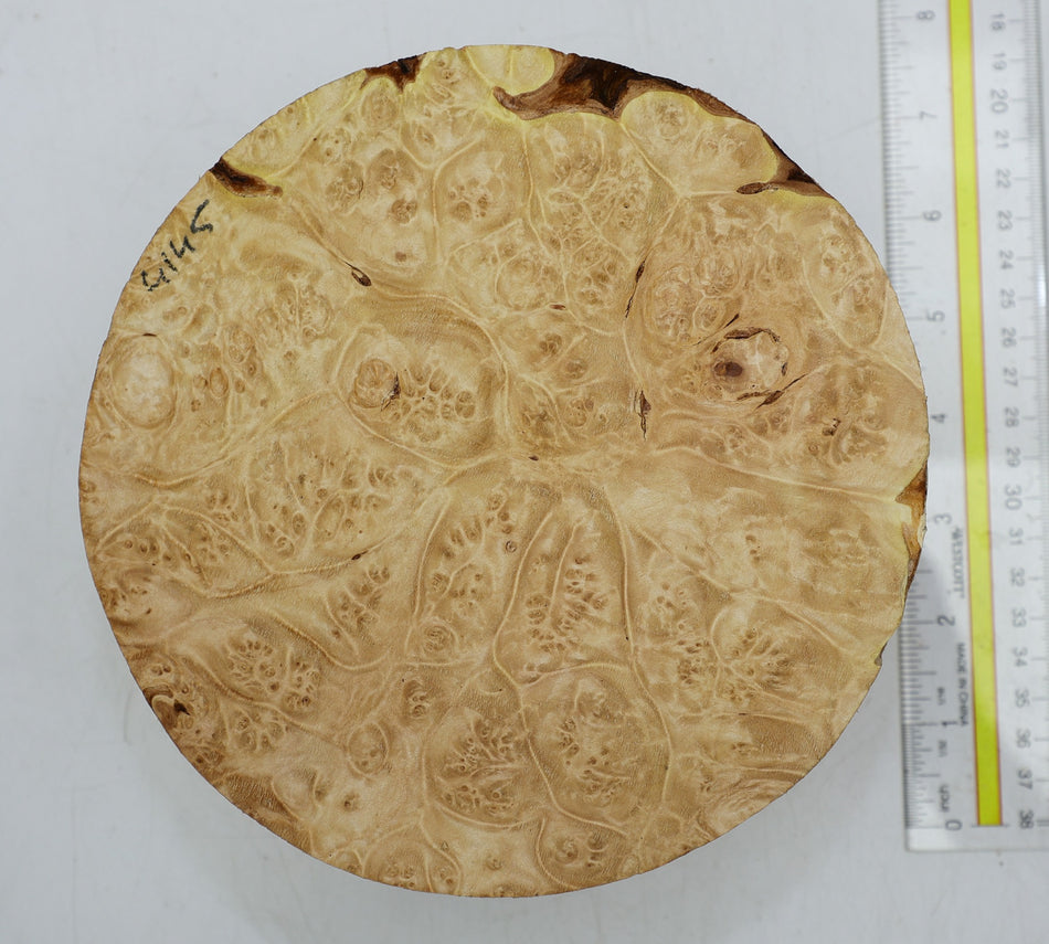 Maple Burl Round 7" diameter x 3.25" (PREMIUM FIGURE) - Stock# 6-4145