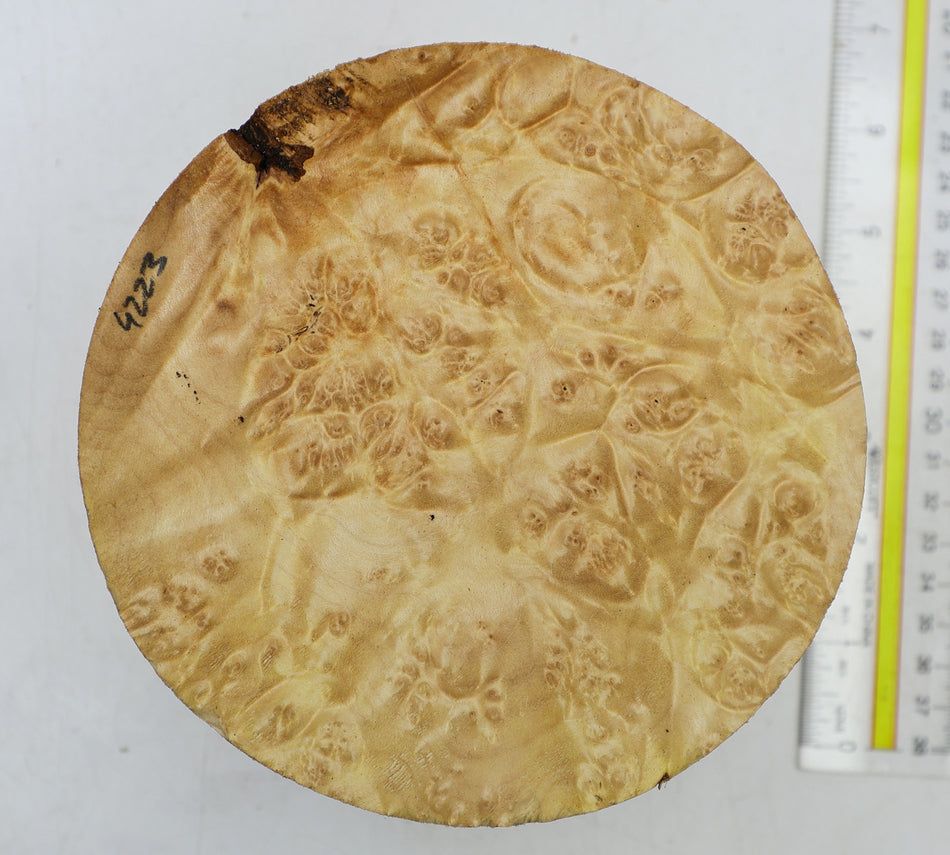 Maple Burl Round 6" diameter x 3.2" (HIGH FIGURE) - Stock# 6-4223