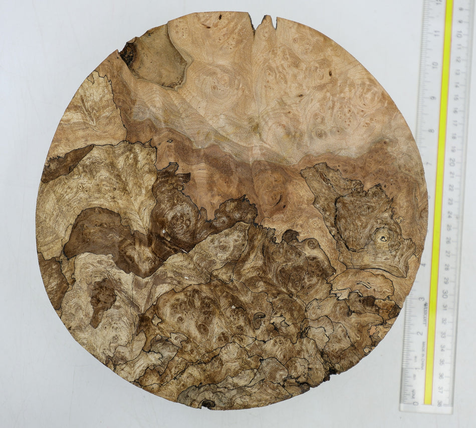 Spalted Maple Burl Round 9.5" diameter x 2.8" (HIGH FIGURE) - Stock# 6-4252